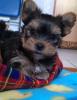 Yorkshire Terrier/  Yorki welpen