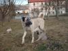 Kangal WELPEN 2 Monate,  mit Pass. Anatolischer Hirtenhund