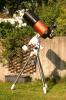 Computer Teleskop Celestron C8 auf HEQ5 PRO