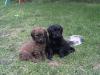 Briardwelpen in fauve und noire erwartet