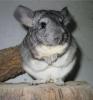 Chinchilla Harry ist einsam