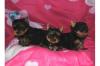 Yorkshire Terrier Welpen VDH/ CYT