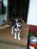süßer Husky Welpe Rüde sucht ein schönes zuhause