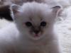 Edelkatze Birma x Birma/ Balinese