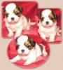 Knuddelfaktor eins- Shih Tzu Babys-
