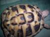 Landschildkröten zu verkaufen