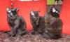 Rassige Schmusetiger in black - teils langhaar,  teils gelockt