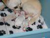 schöne Chihuahua Welpen für Sie