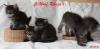 Rikaja s Sibirische Katzen /  Neva Masquerade