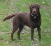 Labrador Deckrüde /  Europa- & Internationaler Champion