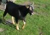 verkaufe jungen,  hornlosen Ziegenbock