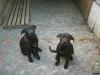 Rottweiler - Dogo Canario Welpen
