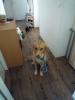 Golden Retriever  Mix ,  sehr lieb und verspielt,  sucht neues Zuhause