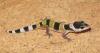Leopardgeckos NZ10 abzugeben 