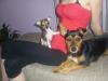 Chihuahua Hündin, 3Monate alt 
