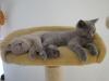 Britisch Kurzhaar Kitten