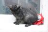 verspielte Katze sucht neues zu Hause