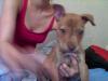 Verkaufe Pitbull ,  Rednose welpen