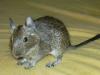 Noch 3 männliche Degu-Babys abzugeben!