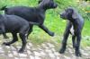 Deutsche Doggen Welpen Schwarz mit weissem Abzeichen