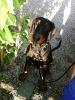 Dobermannrüde schwarz abzugeben