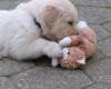 Bildhübsche Golden Retriever Welpen aus Hobbyzucht mit Pap.