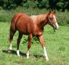 Quarter-Horse-Hengstjährling,  Zan Zips Shane 