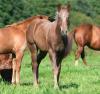 Appaloosa-Hengstfohlen ,  Ik Senanda