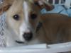 Jack Russel Terrier Mischling