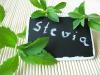 Stevia statt Zucker 