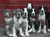 4 Doggen-Welpen  zu verkaufen!