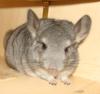 junges Chinchillaweibchen sucht zuhause