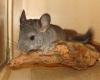 junger Chinchillabock sucht zuhause