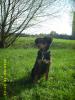 liebevoller mischling/ 9 monate