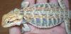 Leatherback (4 Monate) abzugeben