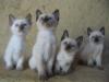 siam babys, reinrassig, 11 wochen alt suchen ein neues liebevolles zuhause