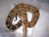 1.1 Boa c. imperator adultes Paar DNZ 2005 + 2006