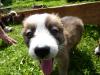 süße border collie mischlingswelpen