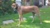 Rhodasien Ridgeback aus Zeitmangel in gute,  verantwortungsbewusste Hände abzugeb