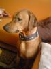Wir erwarten Ende Oktober Ridgeback Welpen aus Hobbyzucht