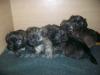 Mischling  welpen Shi -Tzu yorky edel mix 