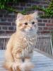 wunderschöner Deutsch Langhaar Kater, red tb mc,  sucht sein neues zu Hause