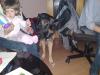 DRINGEND Schäferhund abzugeben
