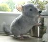 Chinchillababys und -Jungtiere w/ m in tollen Farben