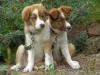 Supersüße Border Collie Welpen