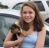 Yorkshire Terrier Welpen