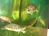 Deutsche Nachzucht 2008 der Cumberland-Schmuckschildkröte (Trachemys scripta tro