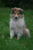Colliewelpen, VDH-Pap.
