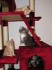 reinrassige Maine Coon Kitten suchen ein neues Zuhause