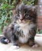 Noch zwei Maine Coon Jungs ...
